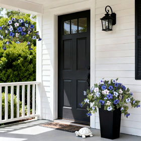Ammyoo petunia green leaves full bloom enhances balcony decor.