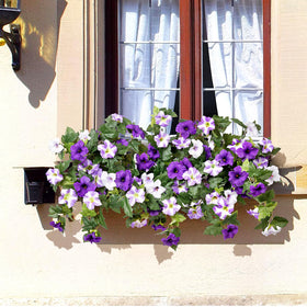 Ammyoo lush green leaves and blooms provide natural garden vibes.