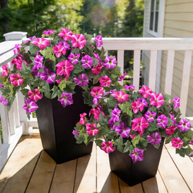 Ammyoo petunia packaging shows four ready-to-decorate bundles