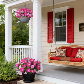 Ammyoo Petunias adjustable stems let you shape planters easily.