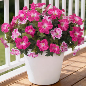 Ammyoo Petunias outdoor 6-bundle display adds vibrant porch color.