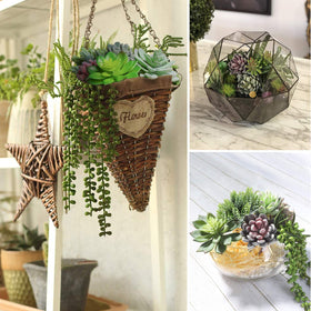 Anoak succulents for terrariums offering realistic texture without watering.