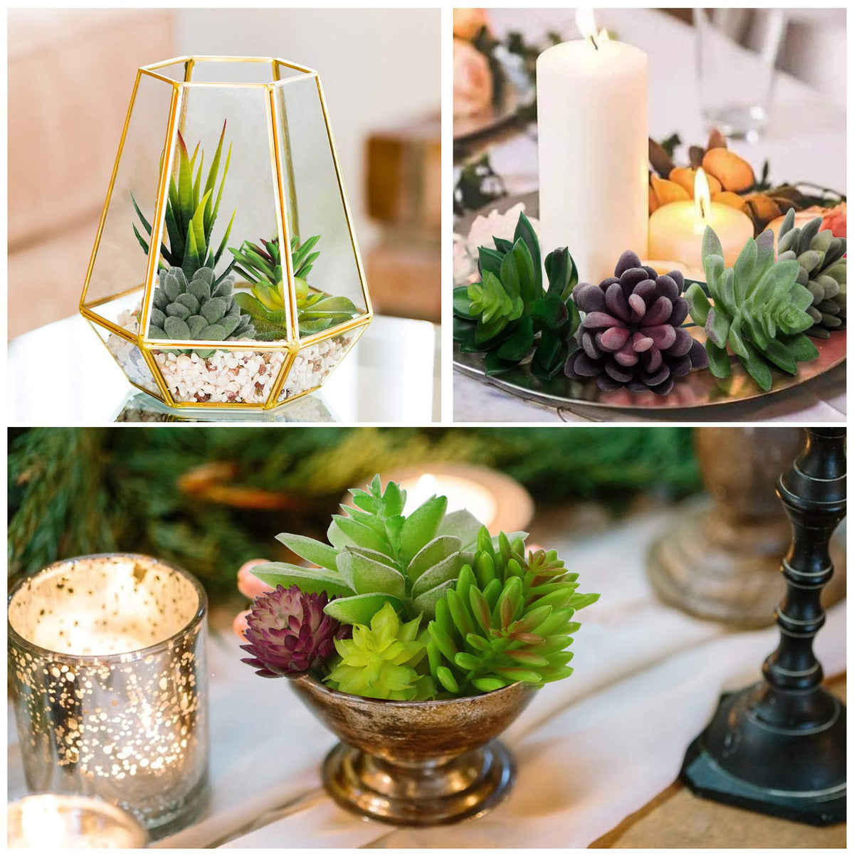Anoak 16pcs unpotted succulents ideal for planters and creative DIY displays.