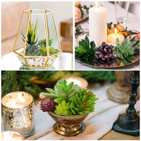 Anoak 16pcs unpotted succulents ideal for planters and creative DIY displays.