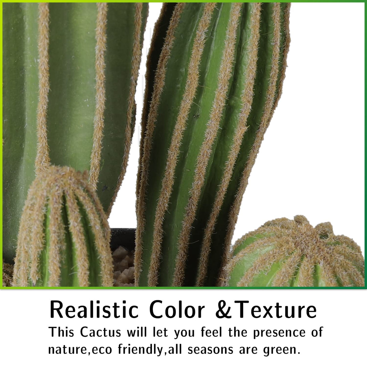 AntHousePlant indoor-outdoor cactus suitable for homes and offices.