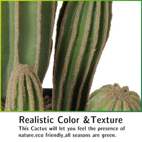 AntHousePlant indoor-outdoor cactus suitable for homes and offices.