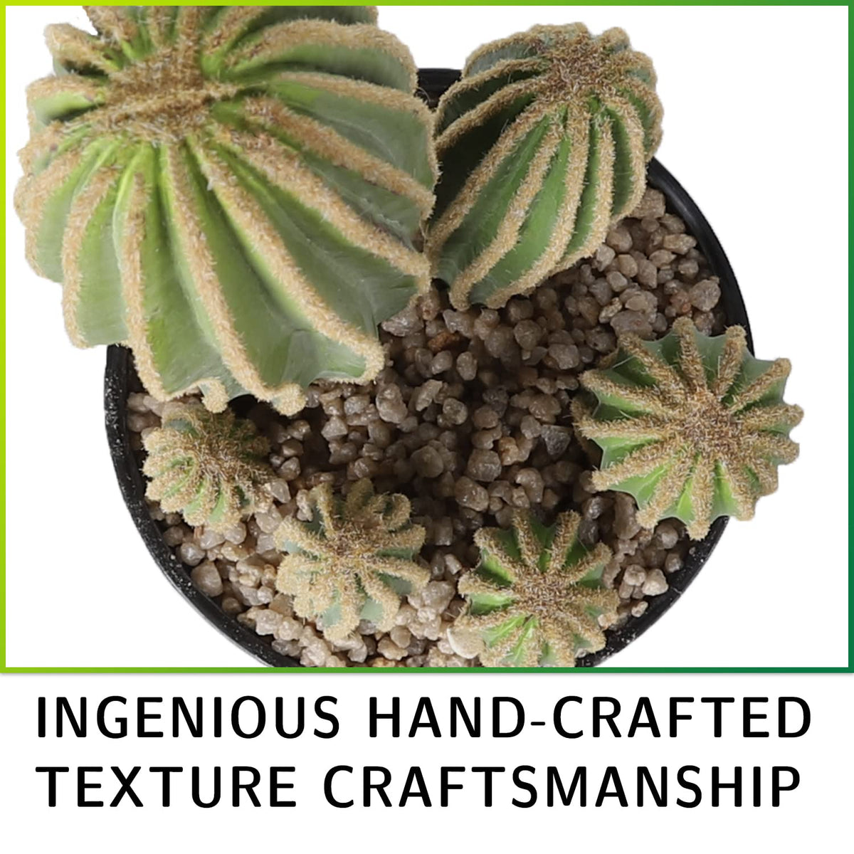 AntHousePlant no-watering-needed cactus stays vibrant with minimal care.