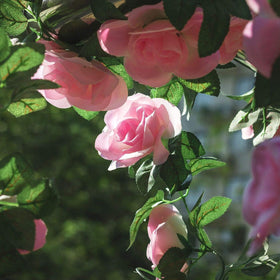 Antspirit artificial rose garland vine closeup with silk petals