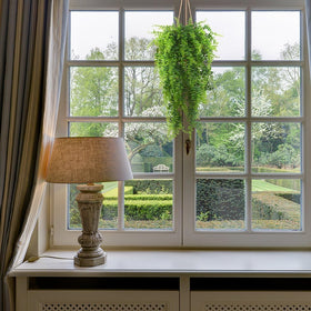 Antspirit Boston fern indoors adds lush greenery to shelves.