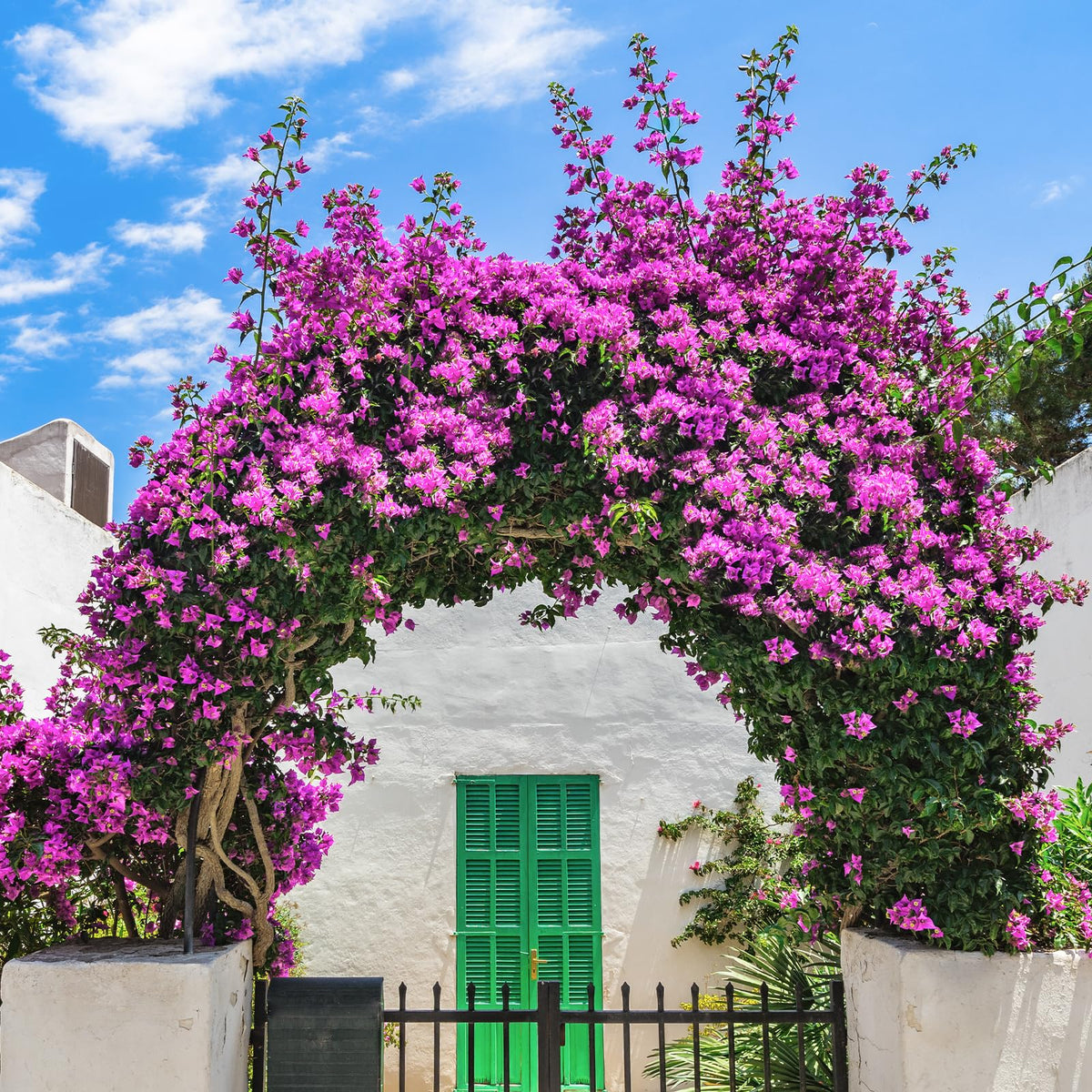 Apeair bougainvillea vine branch arrangement offers versatile styling for vase centers.
