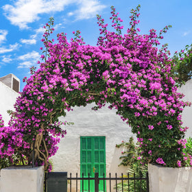 Apeair bougainvillea vine branch arrangement offers versatile styling for vase centers.