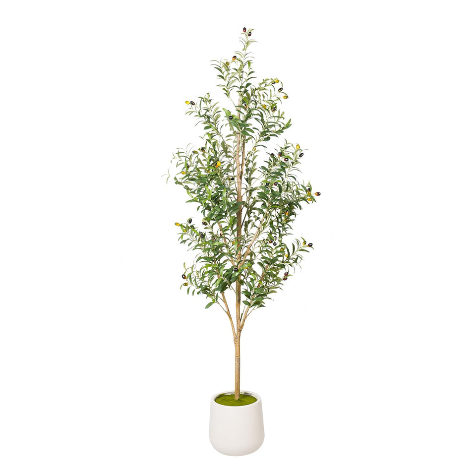 Artizone olive tree with white planter 6ft for living room display.