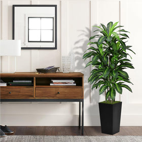 ASTIDY dracaena floor plant in pot includes moss for ready setup.