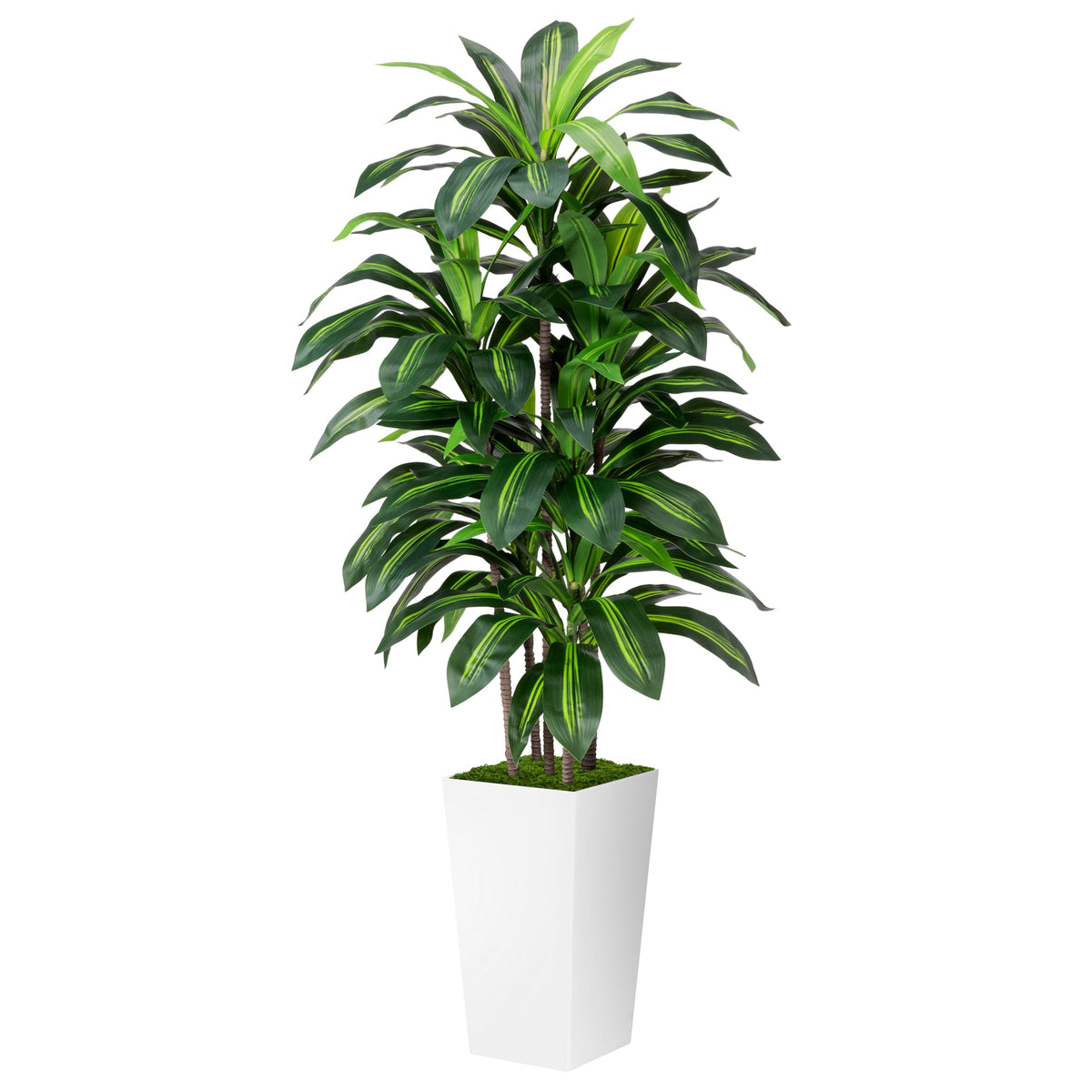 ASTIDY 5ft dracaena tree with white planter adds year-round greenery to any space.