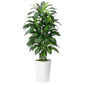 ASTIDY 5ft dracaena tree with white planter adds year-round greenery to any space.