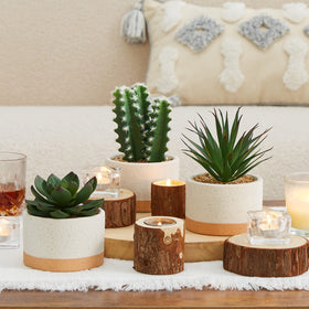 Astridia artificial succulent plants suited for bathroom decor with a clean look.