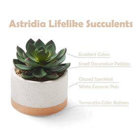 Astridia artificial succulent plants displayed on a bedroom shelf for subtle greenery.