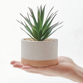 Astridia artificial succulent plants in ceramic pots suitable for gifting.