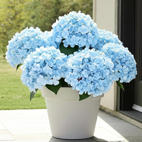 Auihiay hydrangea 6-bundle blue outdoor; UV-resistant blooms stay vibrant in sun.