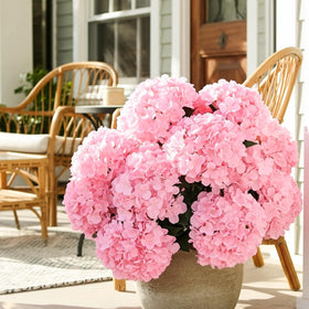 Auihiay outdoor hydrangea suitable for weddings and patios