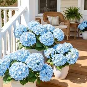 Auihiay hydrangea 6-bundle pack; ideal for outdoor weddings and events.