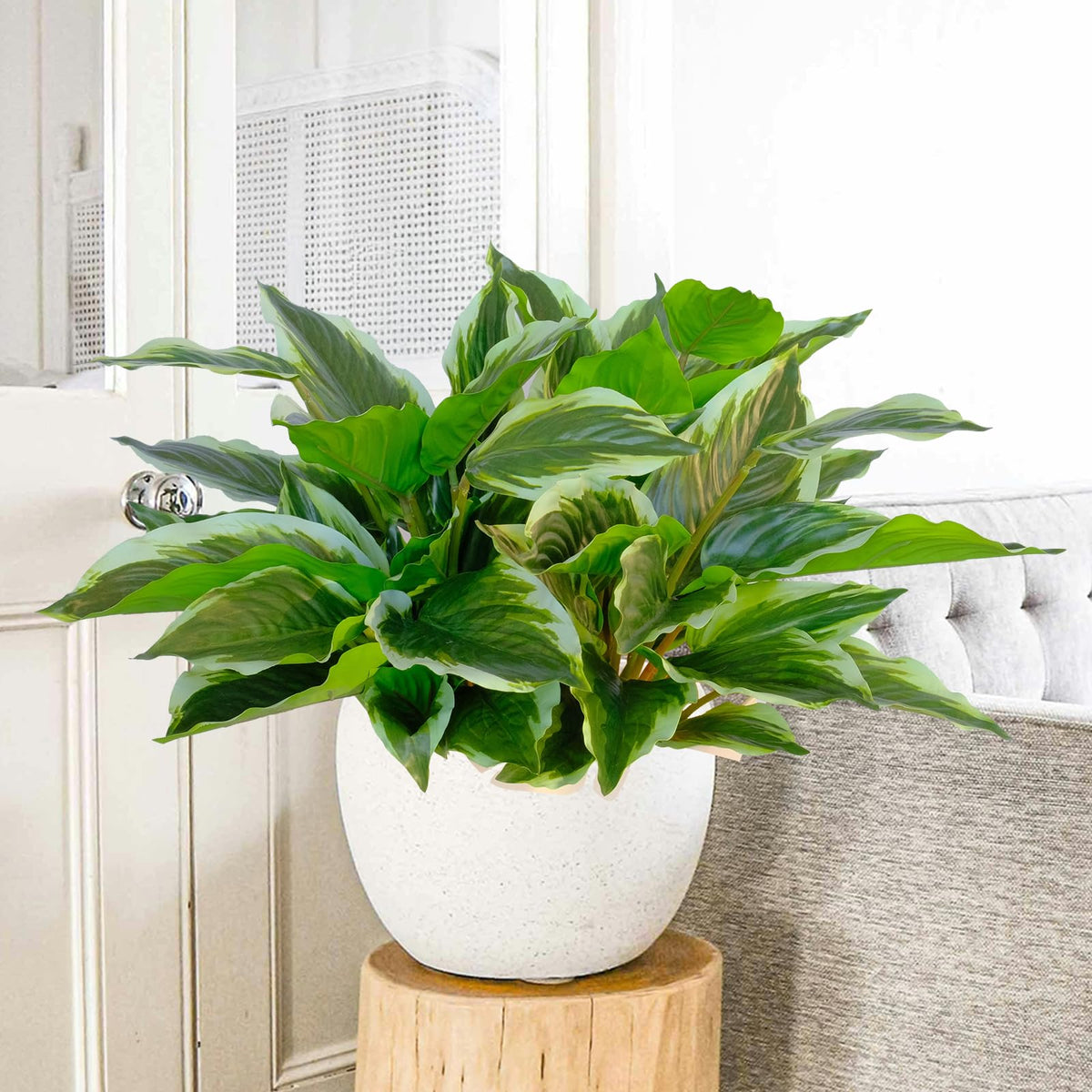 AUMVEYI hosta stems are 6 inches tall for easy planter installation