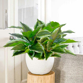 AUMVEYI hosta stems are 6 inches tall for easy planter installation