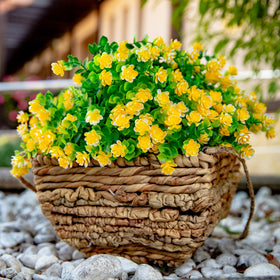 AXYLEX balcony outdoor greenery 12-bundle arrangement