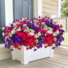 AXYLEX easy-care plants suit homes, hotels, and restaurants.