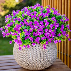 AXYLEX Mgenta guaranteed satisfaction for outdoor decoration projects.