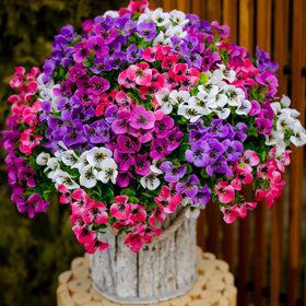 AXYLEX outdoor pansy bundles on a sunlit porch with fade-free color.