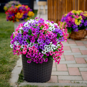 AXYLEX satisfaction-guaranteed outdoor greenery for confident shopping.