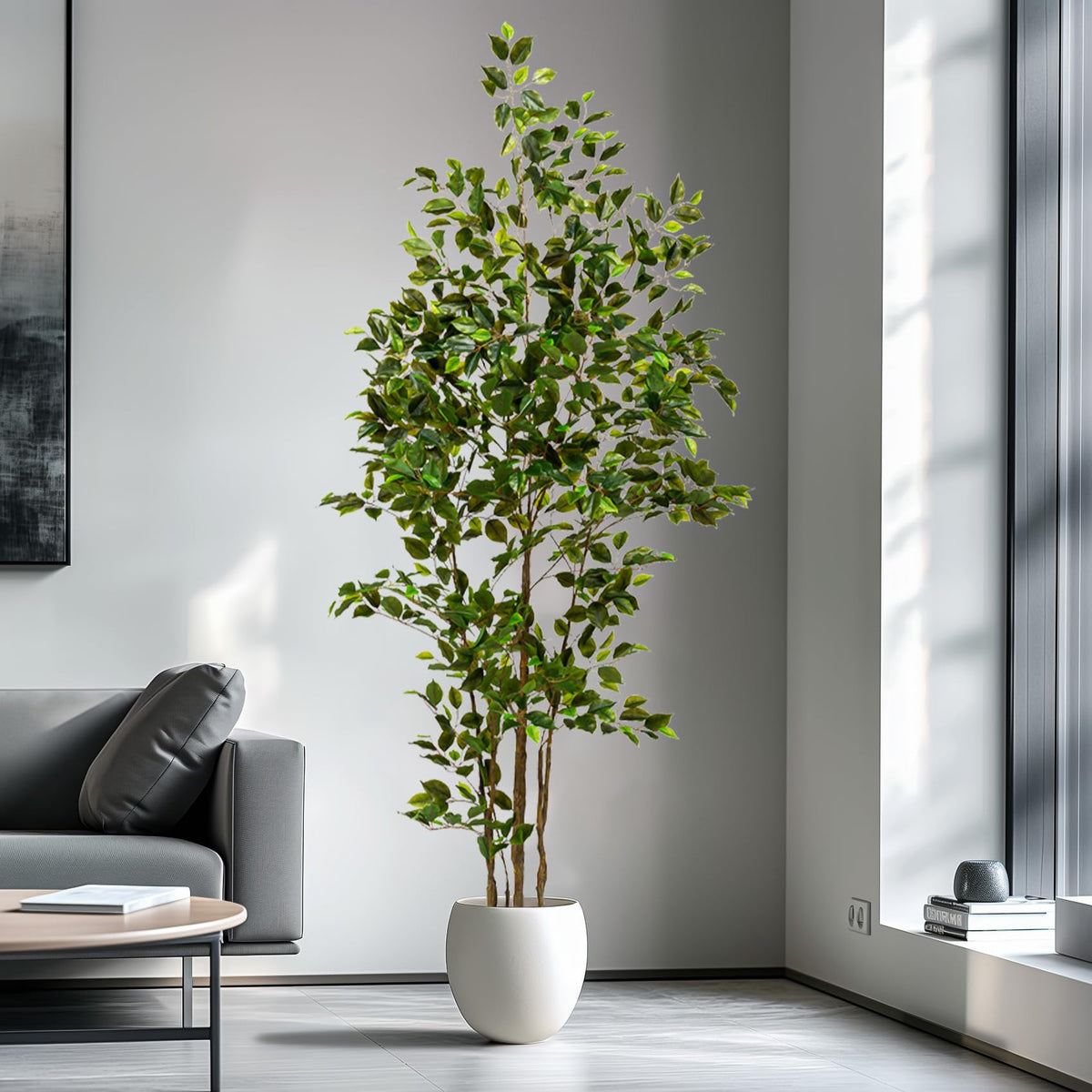 Bailikang ficus tree in living room corner creates instant centerpiece
