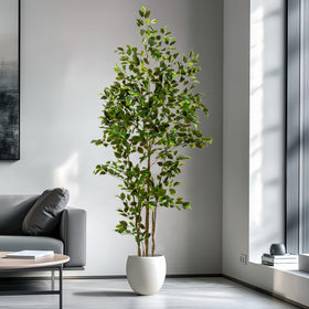 Bailikang ficus tree in living room corner creates instant centerpiece