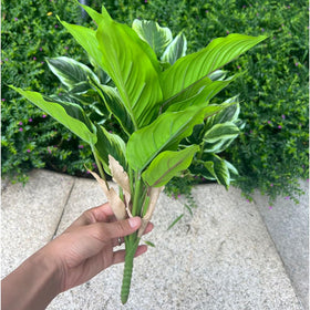 Bakoukiter four-pack variegated hosta shrubs for yard filler.