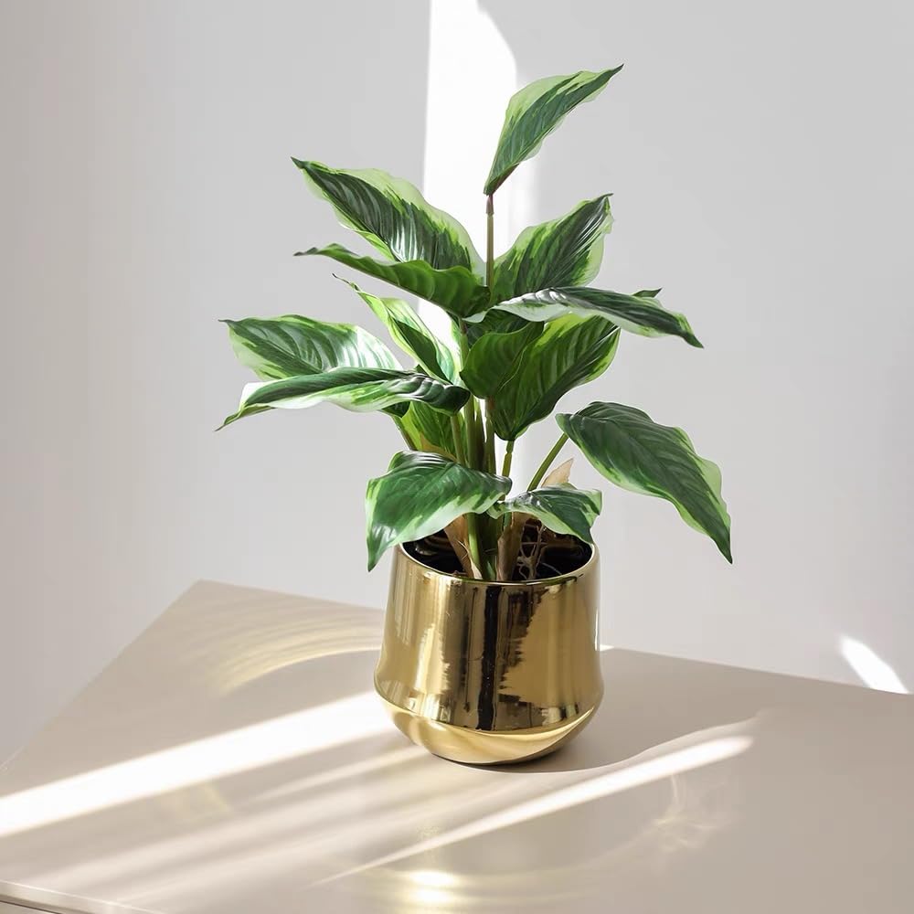 Bakoukiter decorative shrubs suit indoor or outdoor arrangements.