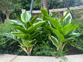 Bakoukiter realistic tropical foliage enhances shelves and entrances.