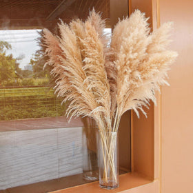 Bannifll packaging and care card included with pampas grass set