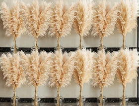 Bannifll pampas grass close-up beige fluff texture.