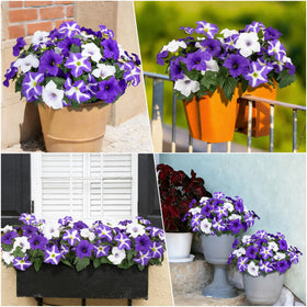 Bassion artificial outdoor flowers fit window boxes and planters.