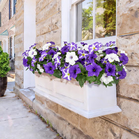 Bassion garden decor flowers brighten spaces without watering.