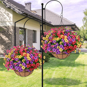 Bassion year-round color daisies for terraces and balconies without watering