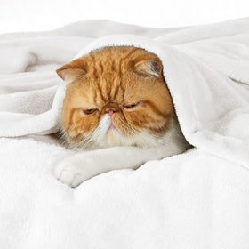 Bedsure GentleSoft blanket 84x90 folded shows texture for easy warmth