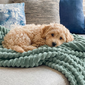Bedsure GentleSoft Sage Green Throw gift ready for spring gifting