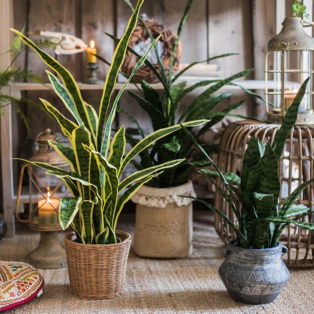 Beebel bendable fronds snake plant allows easy shaping to fit spaces.