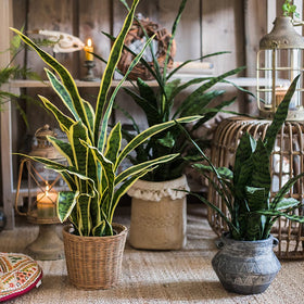 Beebel bendable fronds snake plant allows easy shaping to fit spaces.
