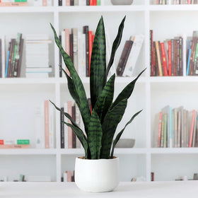 Beebel durable plastic material ensures long-lasting greenery for busy areas.