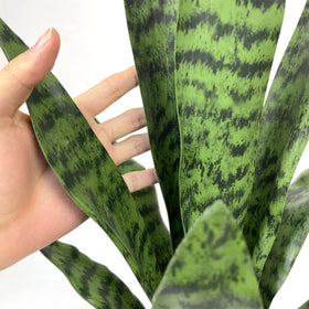 Beebel home and store decor snake plant suitable for versatile indoor settings.