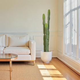 bellacat desert oasis vibe enhances any indoor or outdoor space