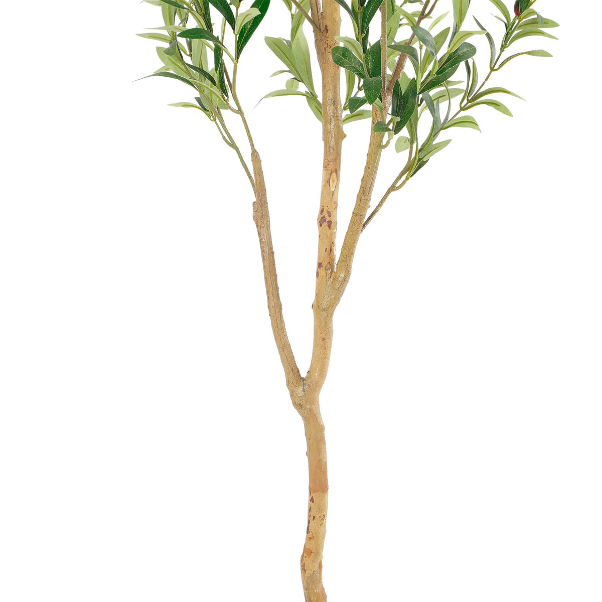 Tall five-foot olive tree shows vibrant leaves and fruit details.